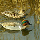 Image of Green-winged Teal