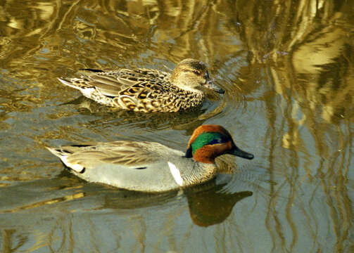 Image of Green-winged Teal