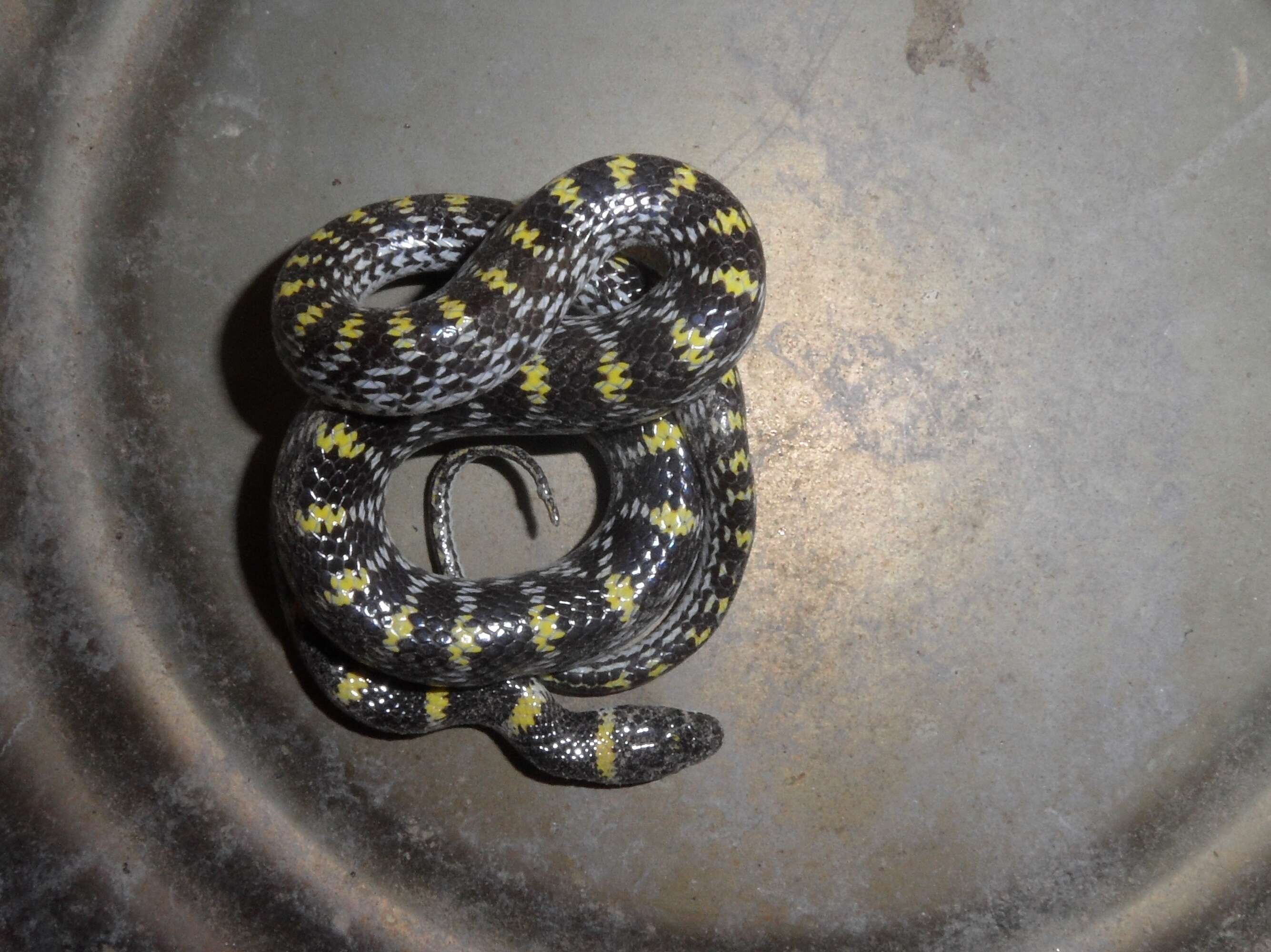 Image of Barred Wolf Snake