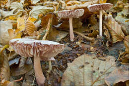 Image of Bonnet Mushroom