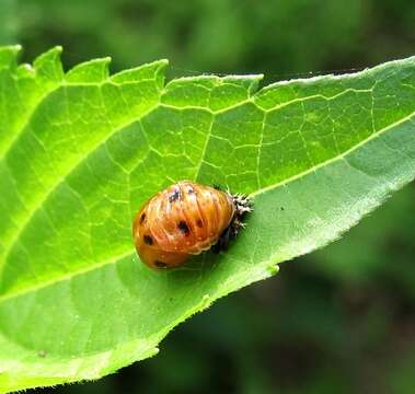 Image of Harmonia axyridis (Pallas 1773)