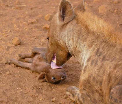 Image of Spotted Hyaenas