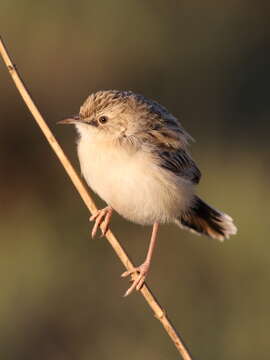 Image of Desert Cisticola