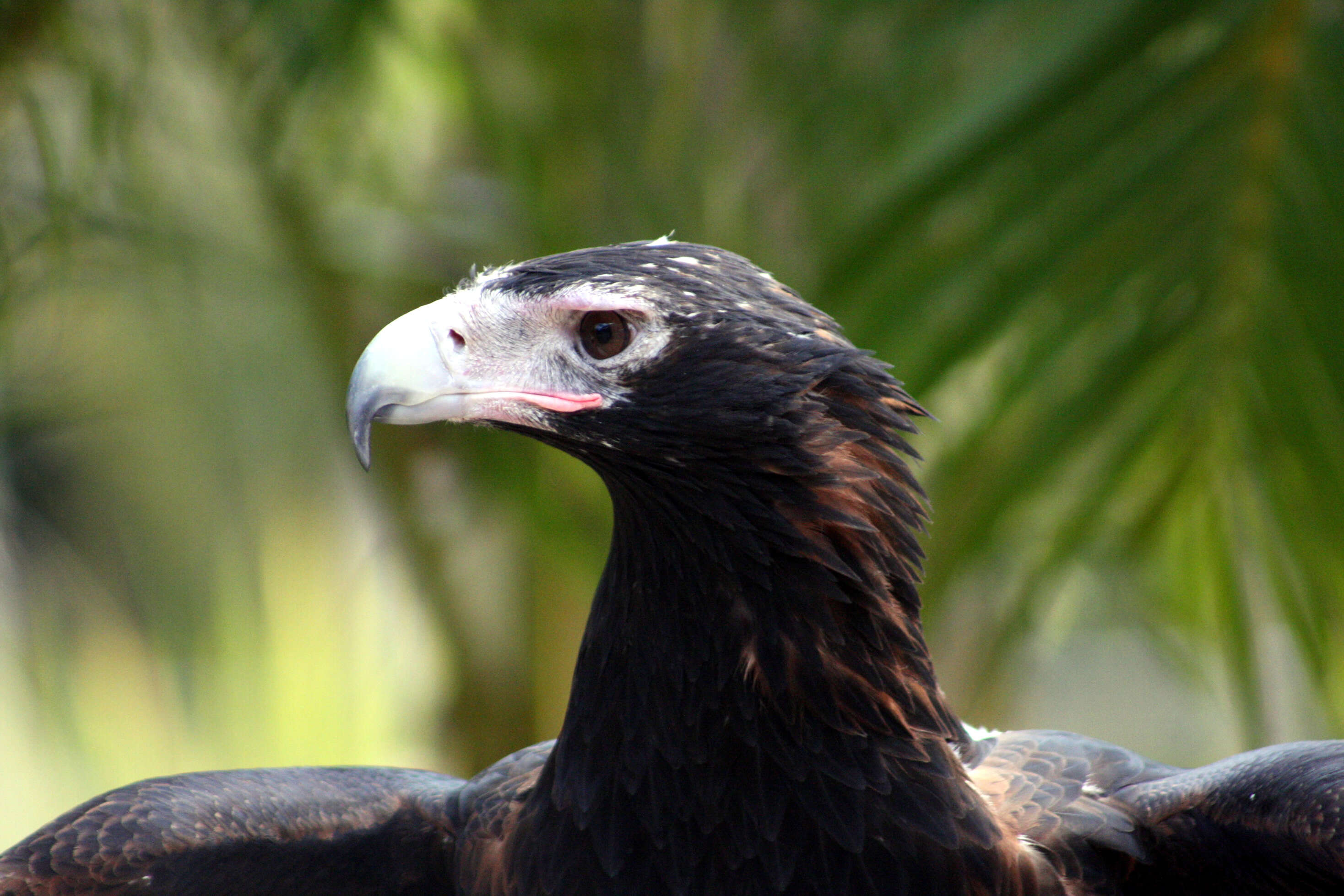 Image of Wedge-tailed Eagle