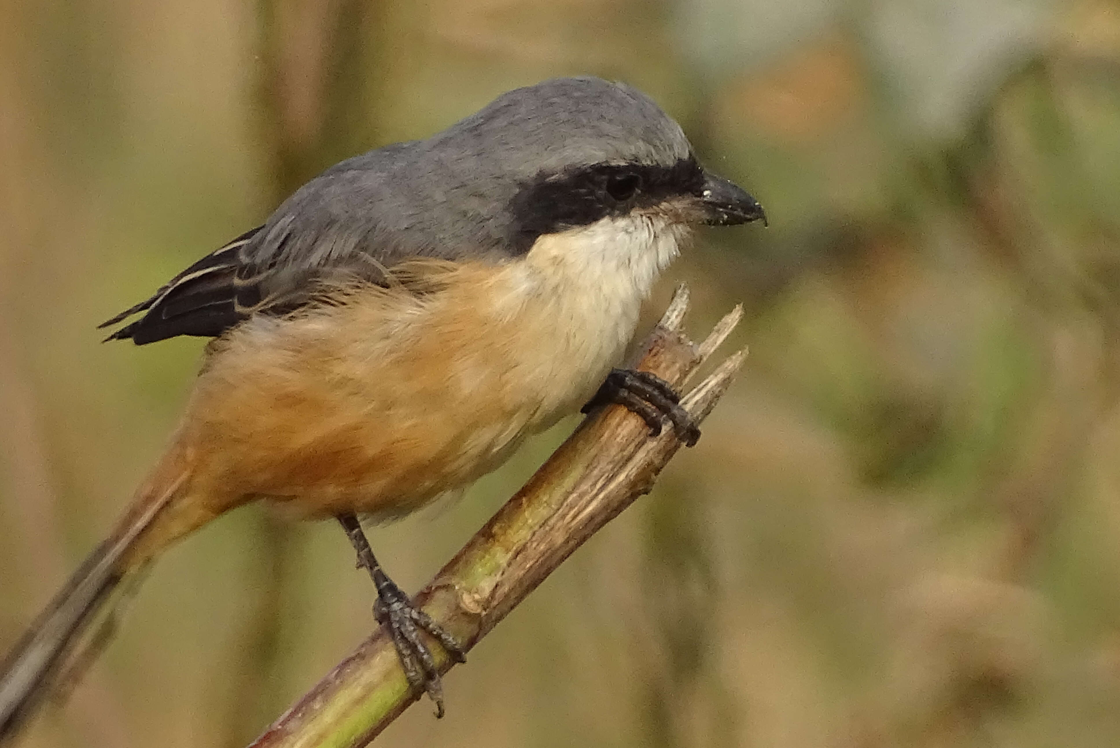 Image of Grey-backed Shrike