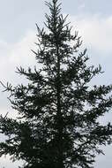 Image of spruce