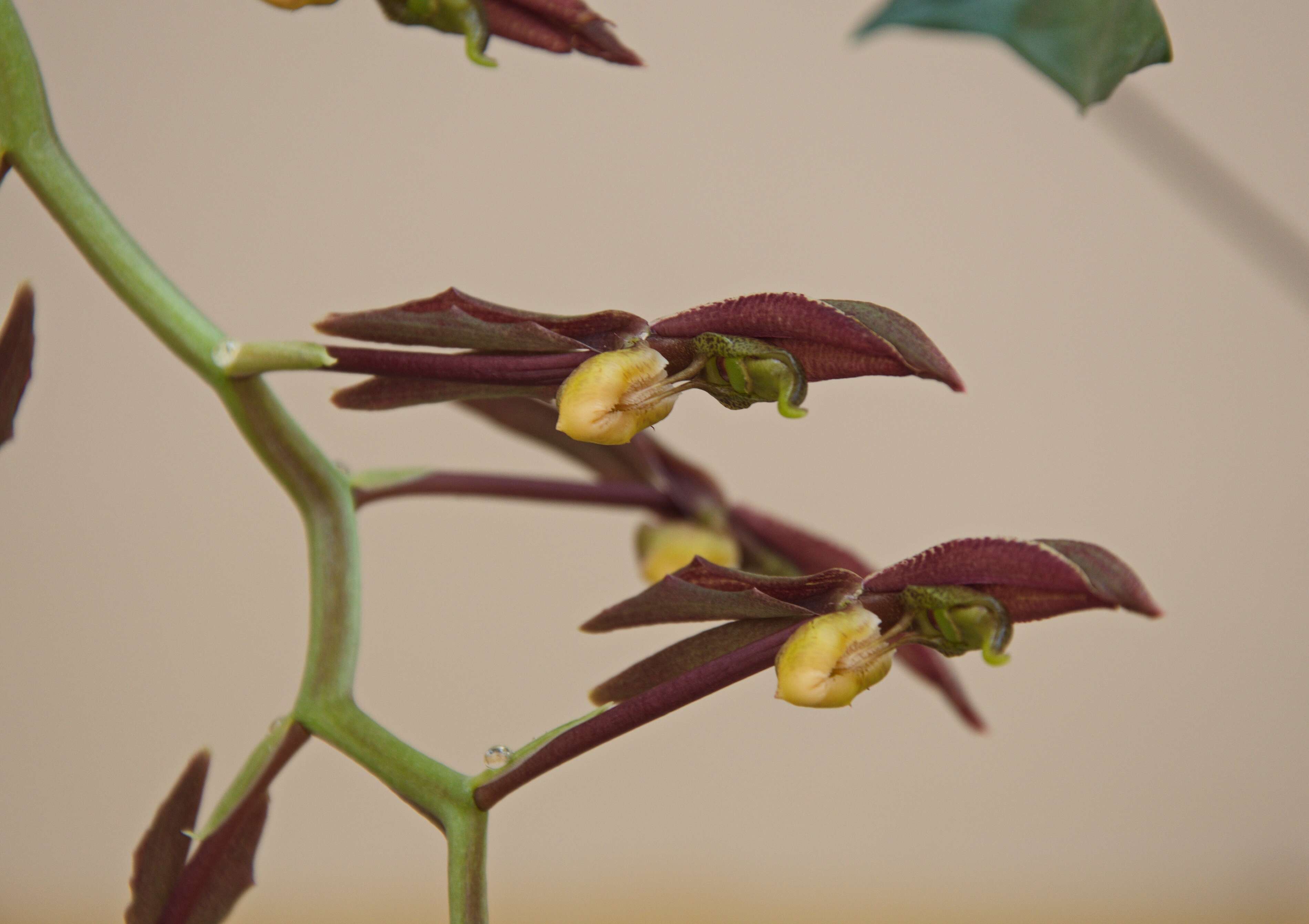 Image of Catasetum saccatum Lindl.