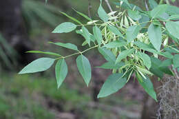 Image of Carolina ash