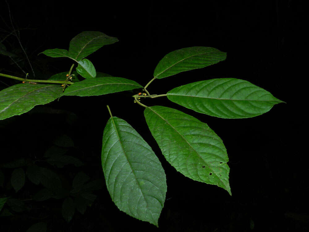 Image de Siparunaceae