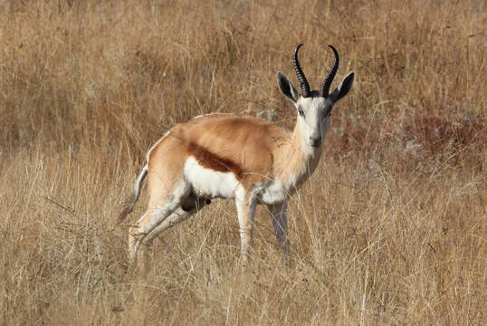 Image of Springbok