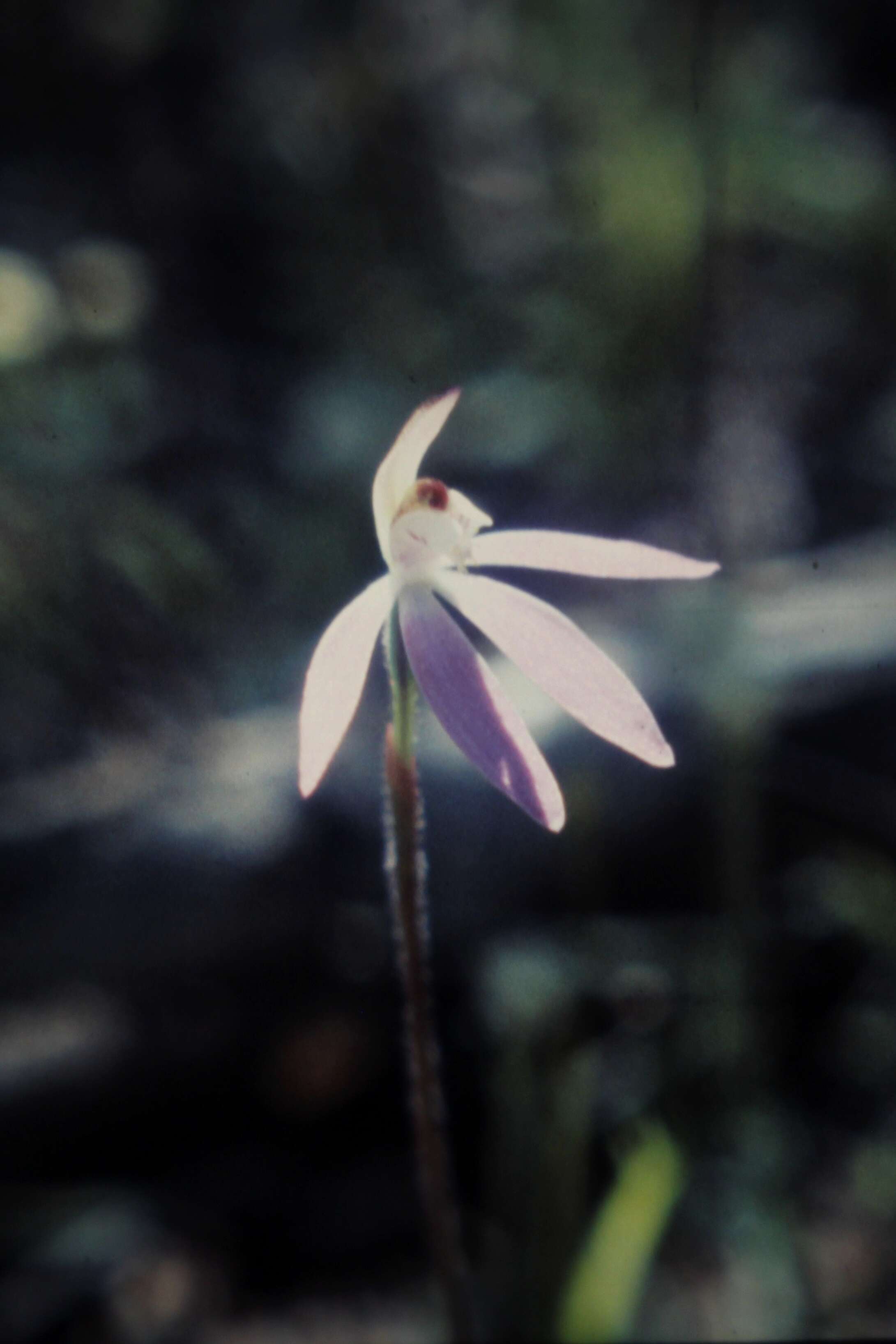 Image of Dusky fingers orchid