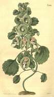 Image of moluccella