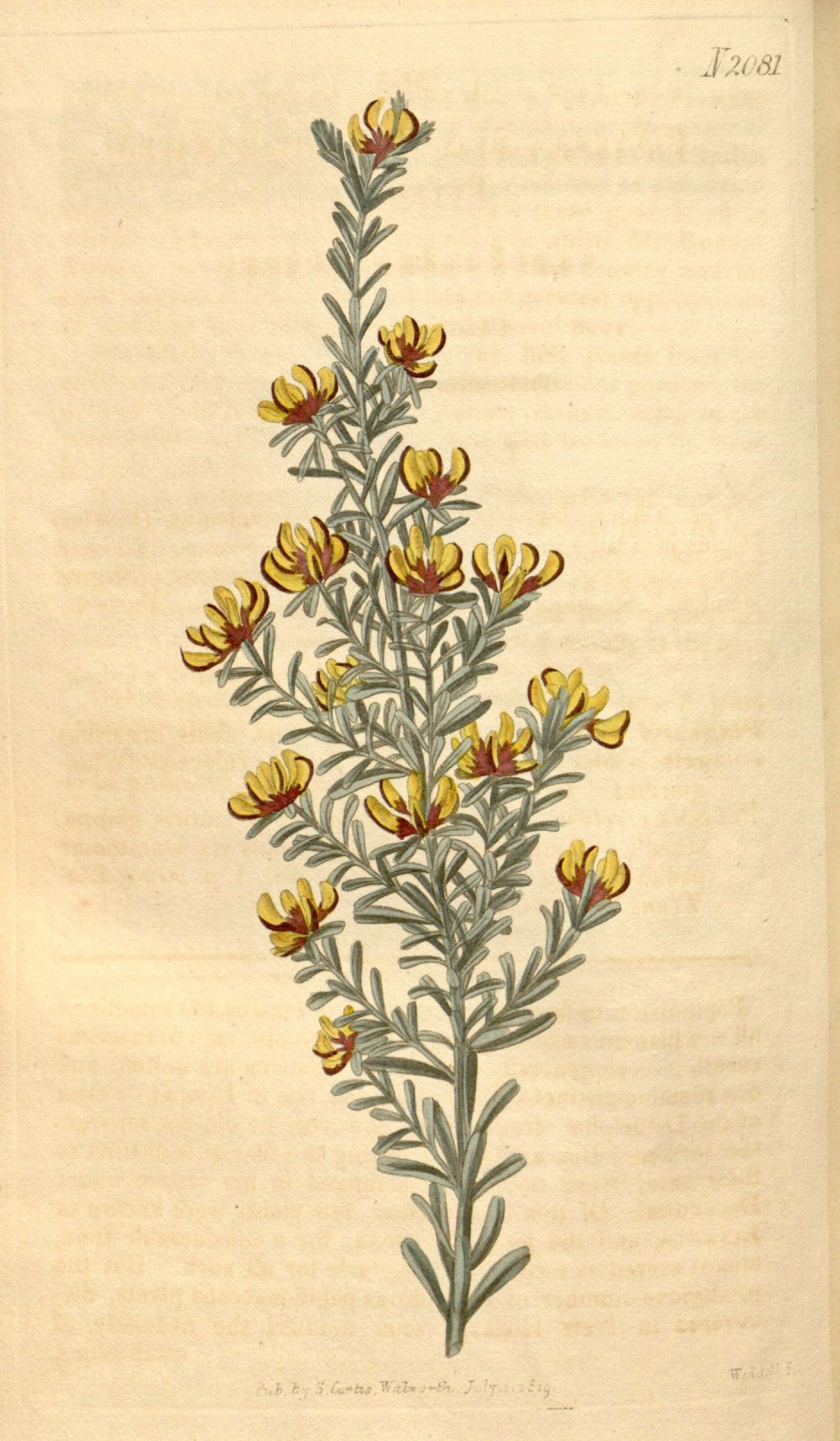 Image of Pultenaea retusa Sm.