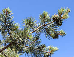 Pinus cembroides Zucc. resmi