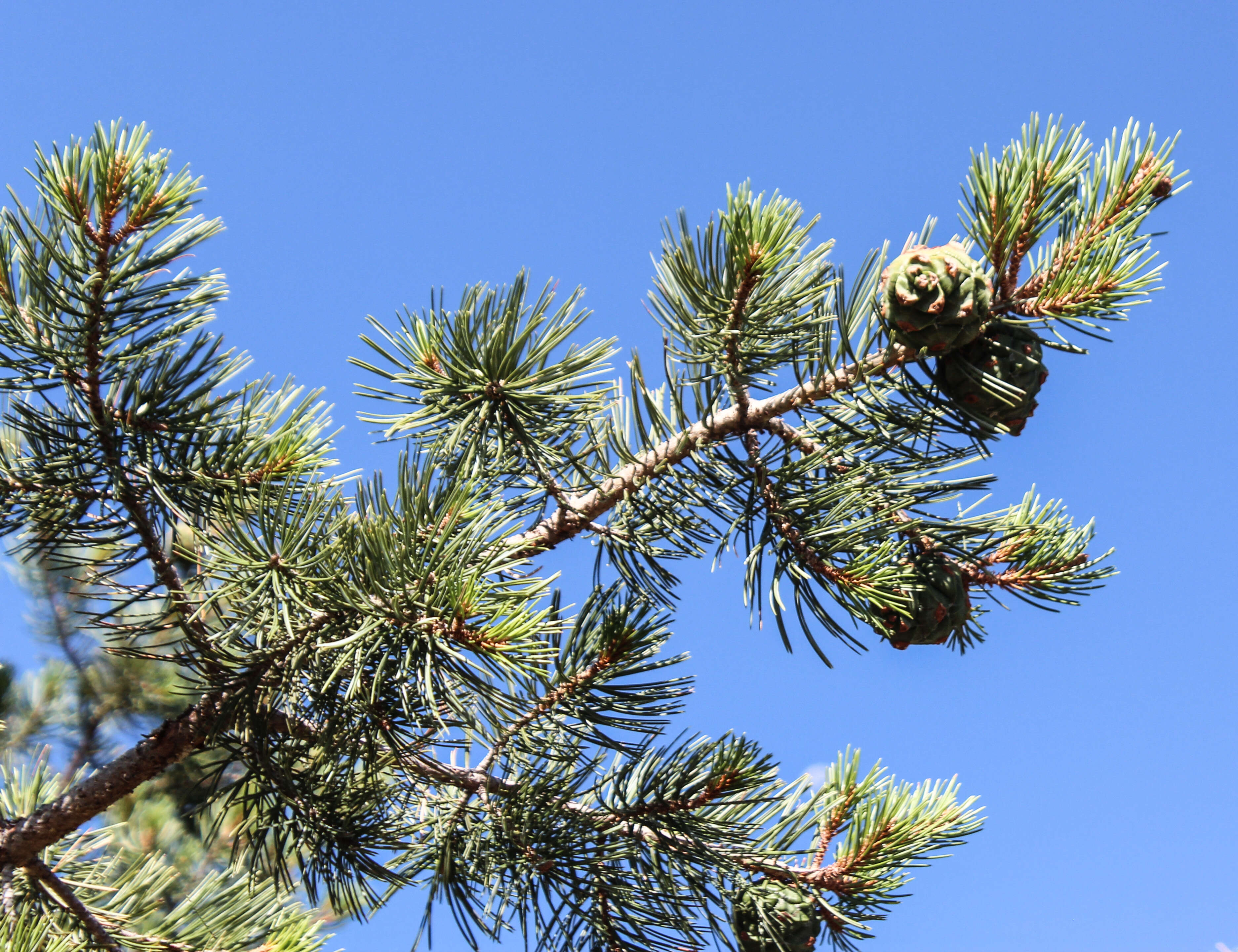 Image of Mexican pinyon