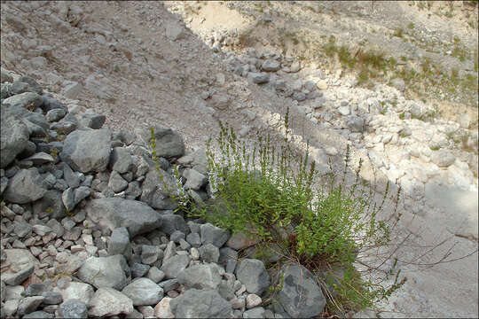 Image of Clinopodium album (Waldst. & Kit.)