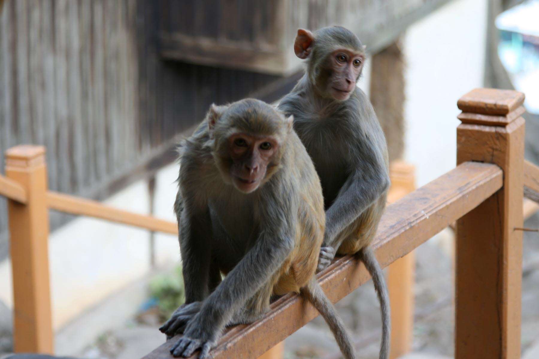 Image of macaques