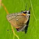 Image of Fulvous Hairstreak