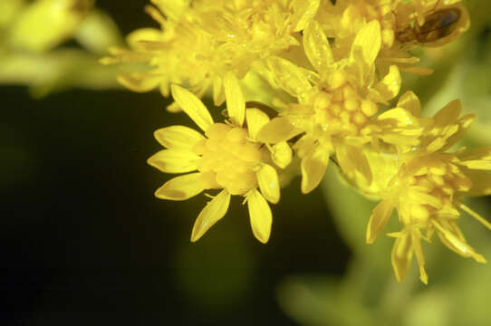 Image of Hard-Leaf Flat-Top-Goldenrod