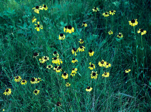 Image of Short-Leaf Sneezeweed