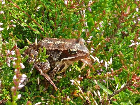 Image of Agile Frog