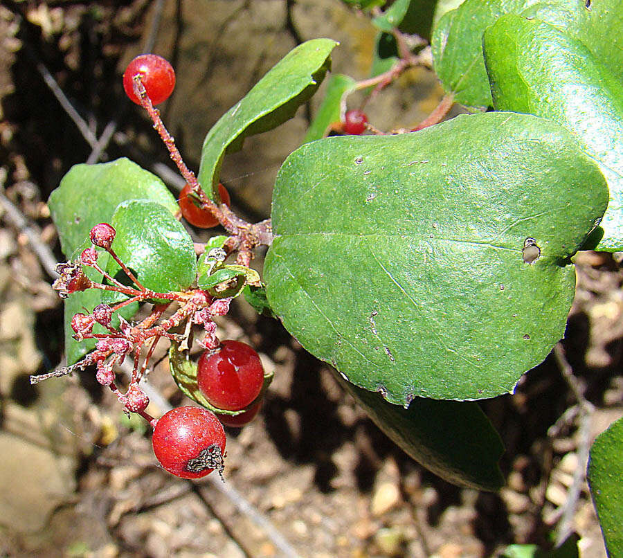 Image of island gooseberry