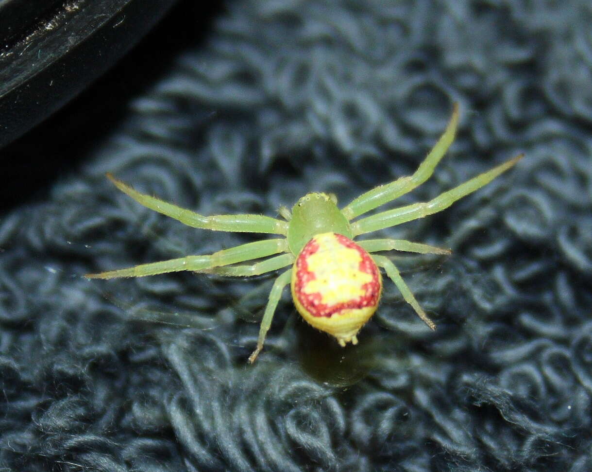 Image of crab spiders