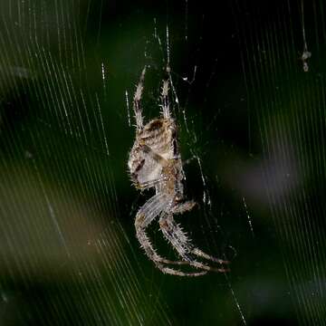 Image of Araneus