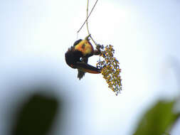 Image of Aracari