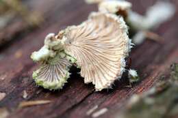 Image of Schizophyllum