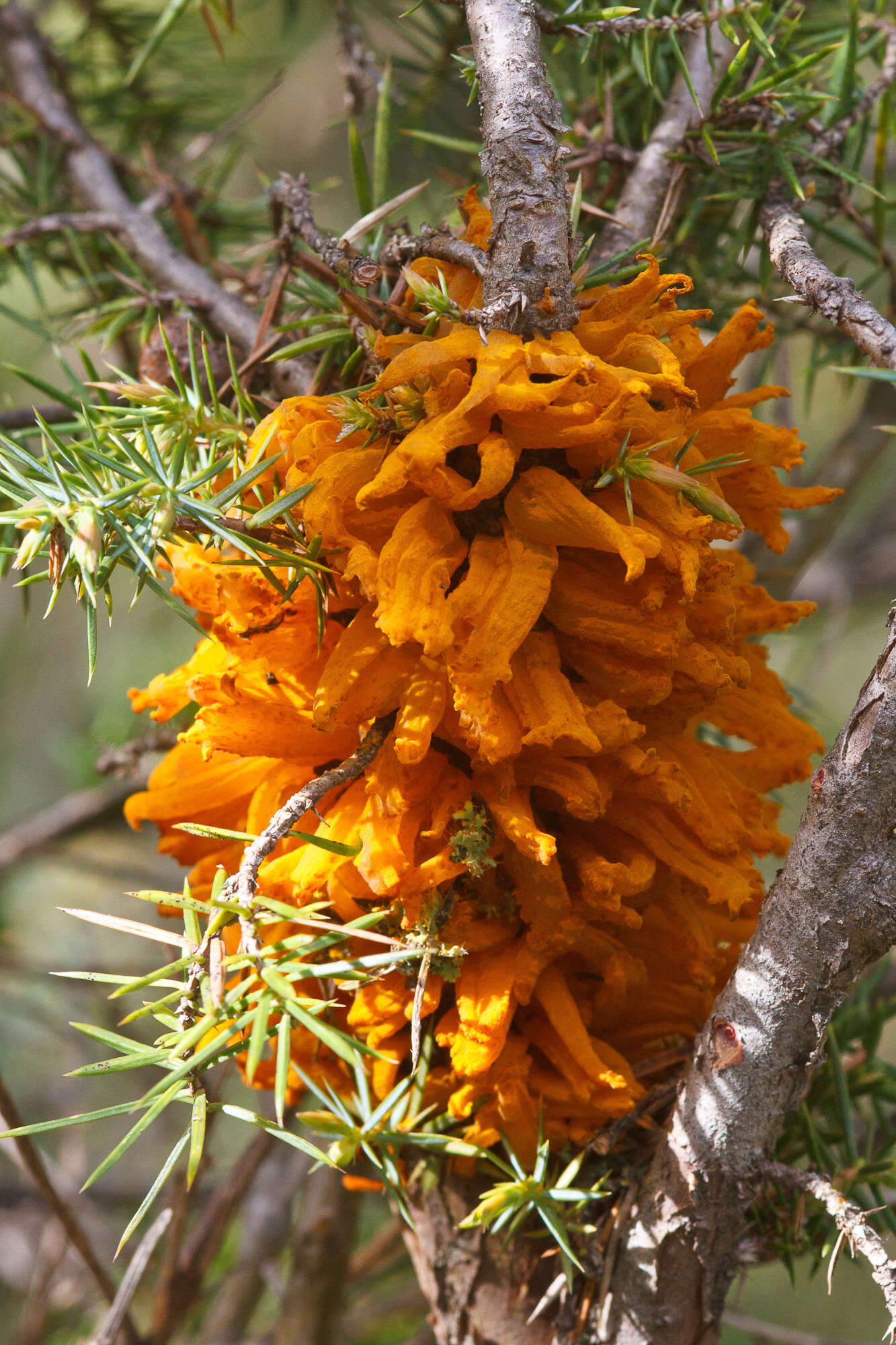 Image of Basidiomycota