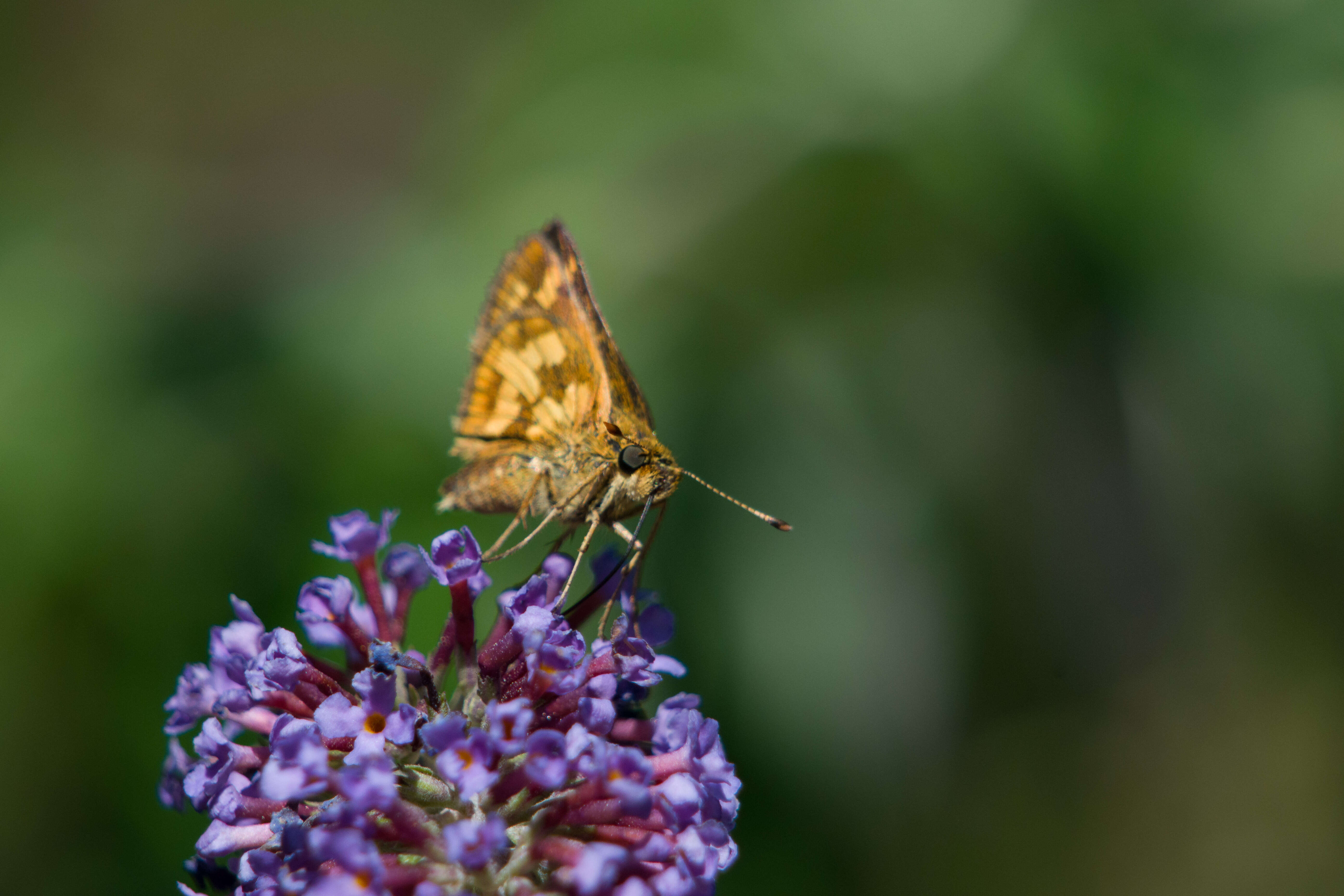 Image of Butterfly Bush