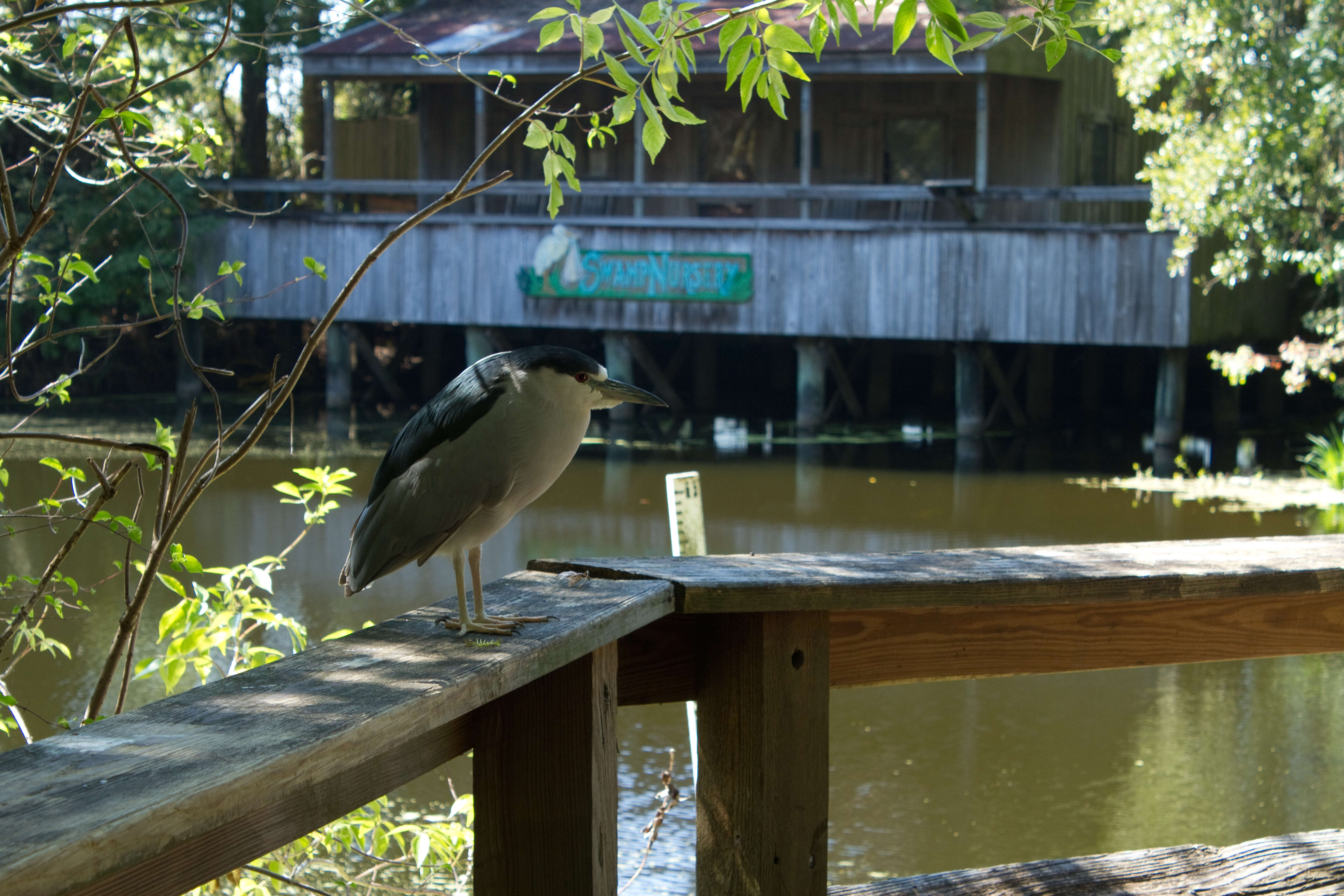 Image of Night Herons