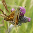 Image of Ochlodes venata Bremer & Grey 1853