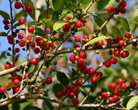 Image of holly