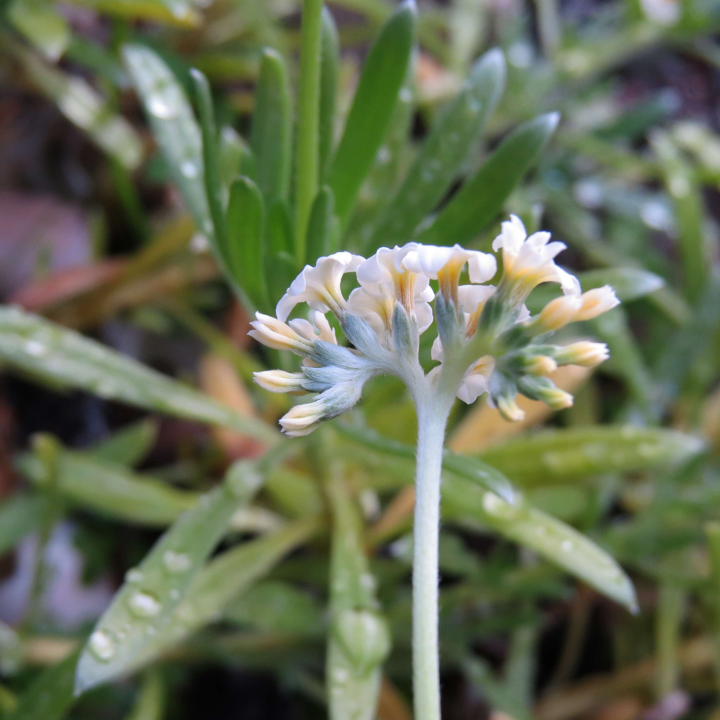 Image of Polynesian heliotrope