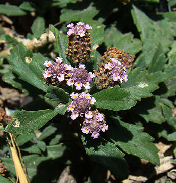 Phyla nodiflora var. reptans (Kunth) Moldenke resmi