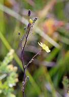 Image de Hieracium gronovii L.