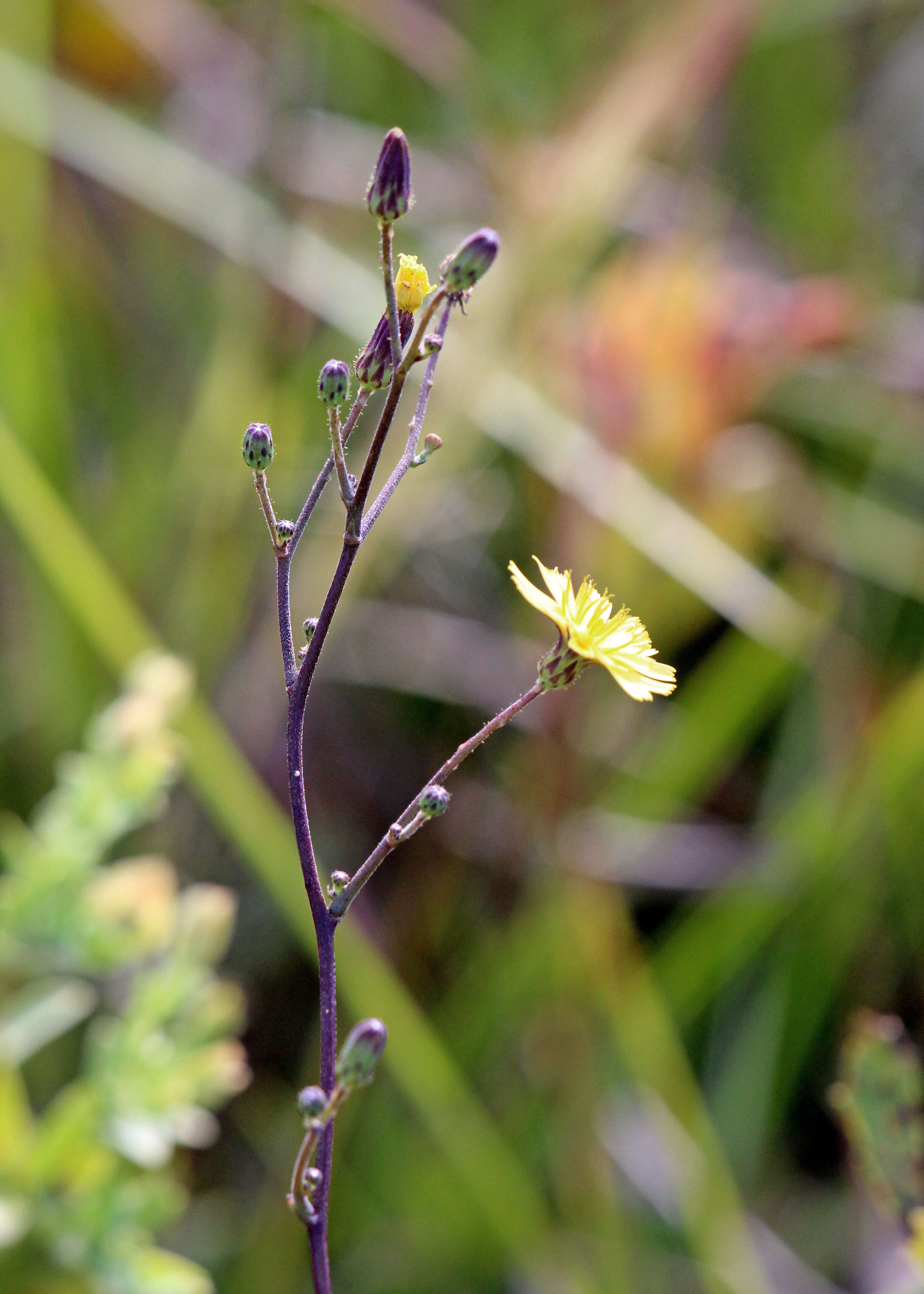 Image de Hieracium gronovii L.