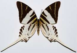 Image of Graphium