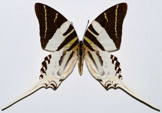 Image of Graphium androcles (Boisduval 1836)