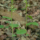 Image of Epipactis nordeniorum Robatsch