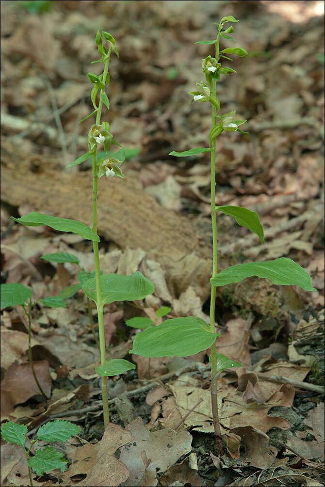 Image of Helleborine