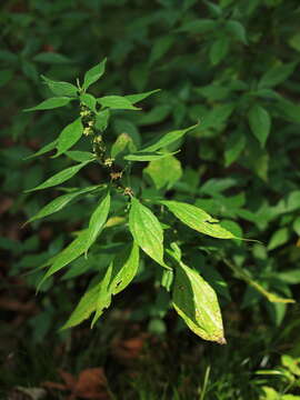 Image of erect pellitory-of-the-wall