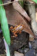 Image of Poison Frogs
