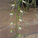 Image of Brassia jipijapensis Dodson & N. H. Williams