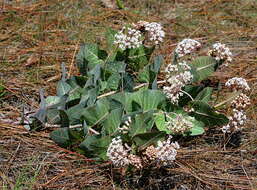 Image of pinewoods milkweed