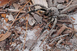 Image of Burrowing Wolf Spiders