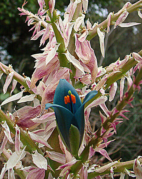 Image of Puya alpestris (Poepp.) Gay