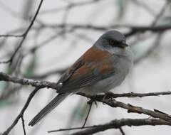 Image of juncos